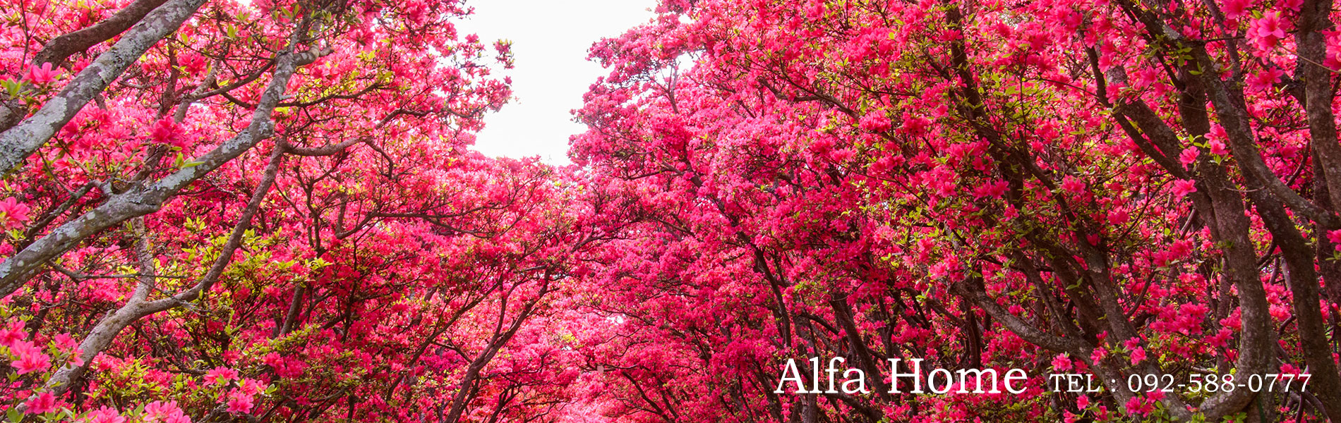 有限会社アルファーホーム